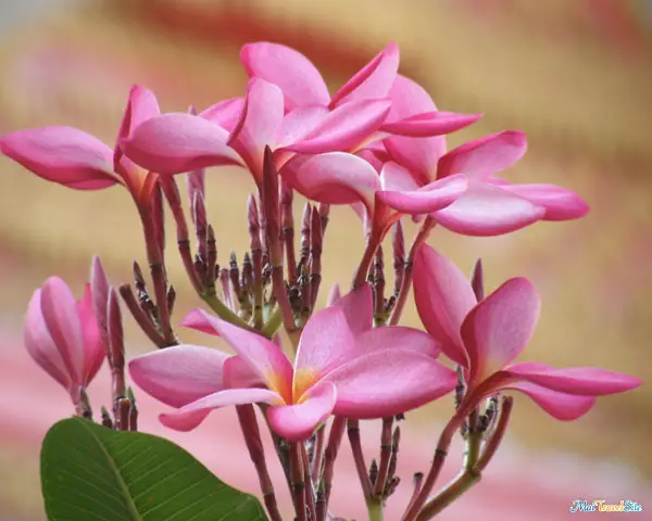 flower wallpaper 1280 x1024 frangipani flowers wallpaper