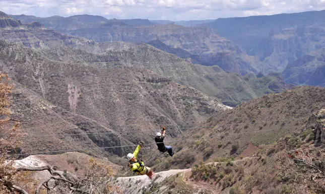 ziplining chihuahua