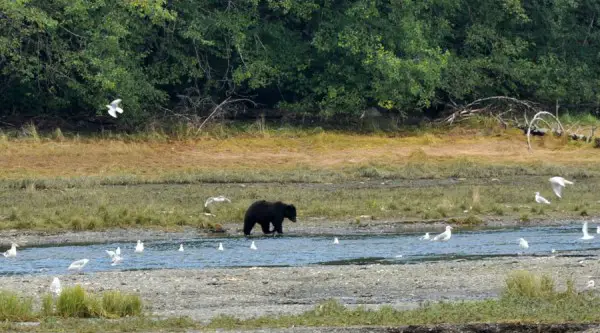 Bear watching juneau Alaska