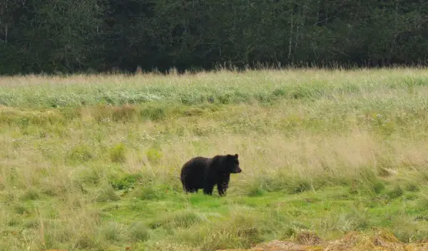 bear watching juneau
