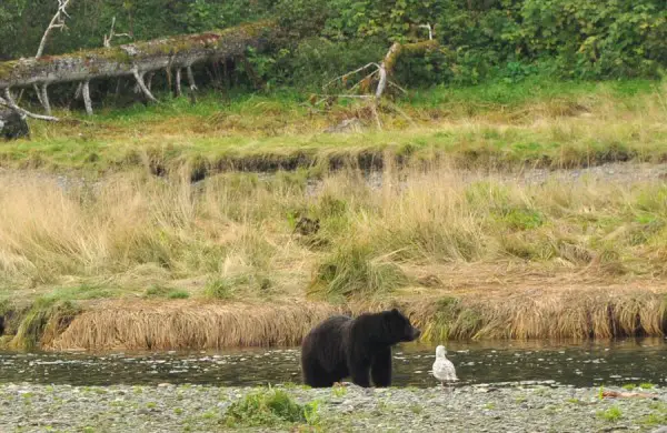 bear-watching-alaska-4