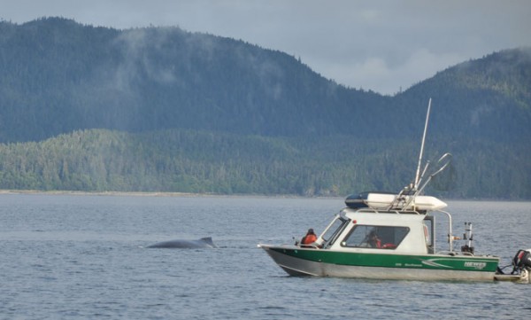 whale watching juneau alaska