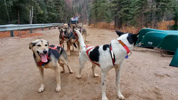 chena hot springs dog cart tour