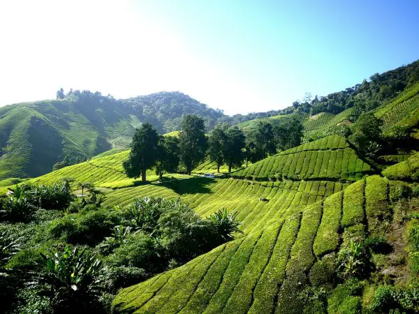 tea plantation malaysia
