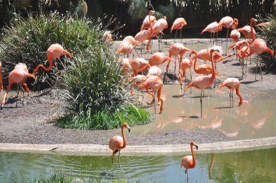 flamingos africam safari puebla africam safari puebla