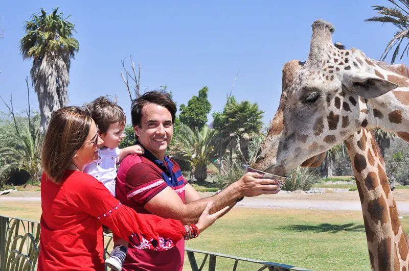 puebla with kids africam safari africam safari