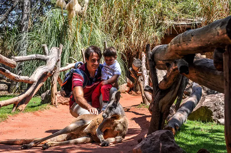 toddler puebla safari africam safari kangaroo