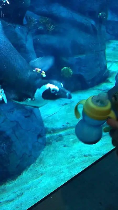 penguin milk penguin seaworld san diego
