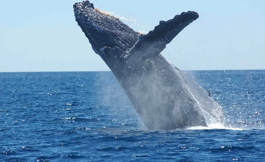 whale la paz whale los cabos