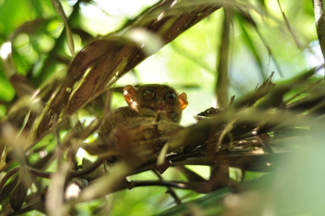 tarsier in bohol