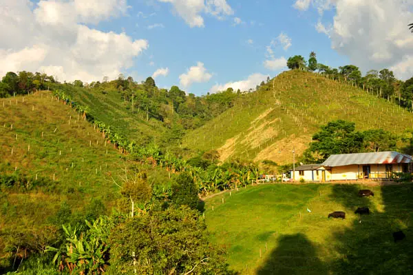 hacienda cafetera