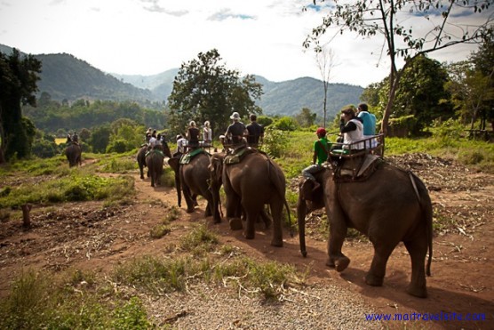 chiang mai elephants maitravelsite
