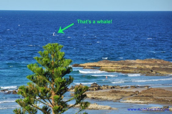whale in coolangatta