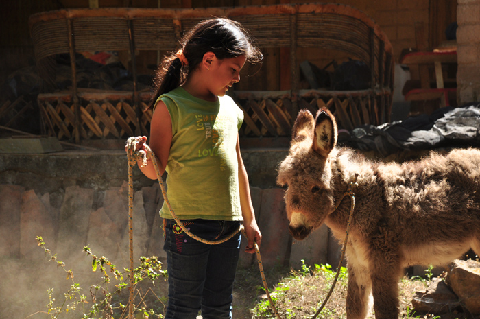 girl with baby donkey girl with baby donkey