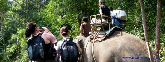 elephants in chiang mai