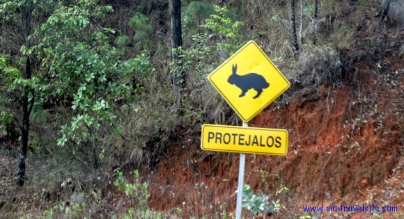 rabbit sign rabbit sign