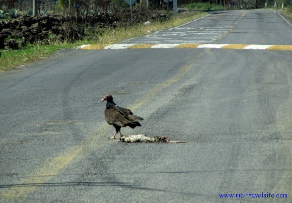 vulture Vulture on road