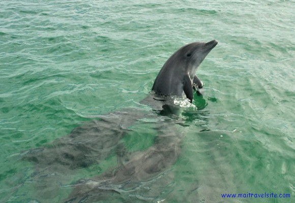 dolphin water