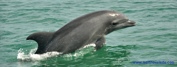 slider delfin dolphins puerto vallarta