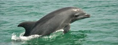 slider delfin dolphins puerto vallarta