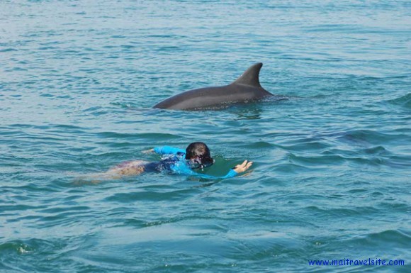 swimming with dolphins vallarta dolphins puerto vallarta
