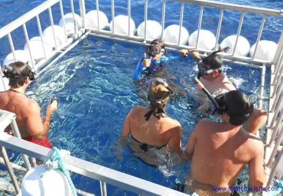 swimmers in the shark cage