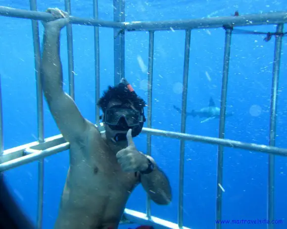 swimming with sharks oahu hawaii