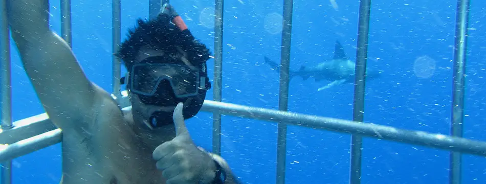 swim with sharks