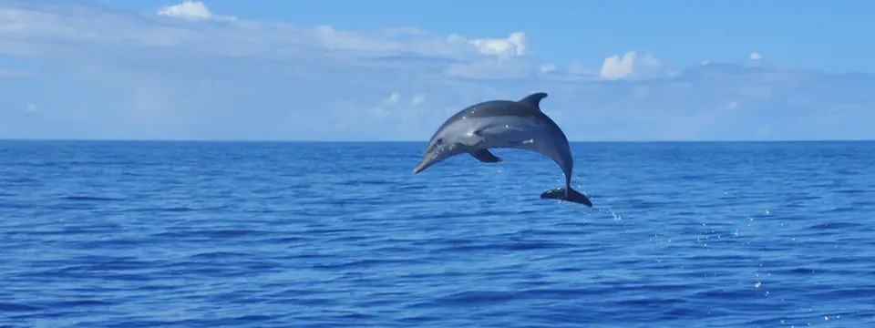 dolphin airborne swim with dolphin oahu