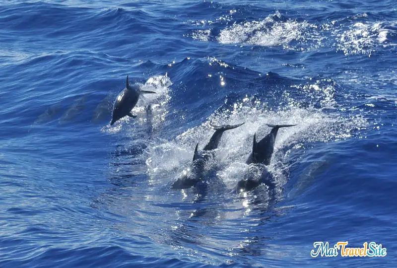 dolphin encounter oahu