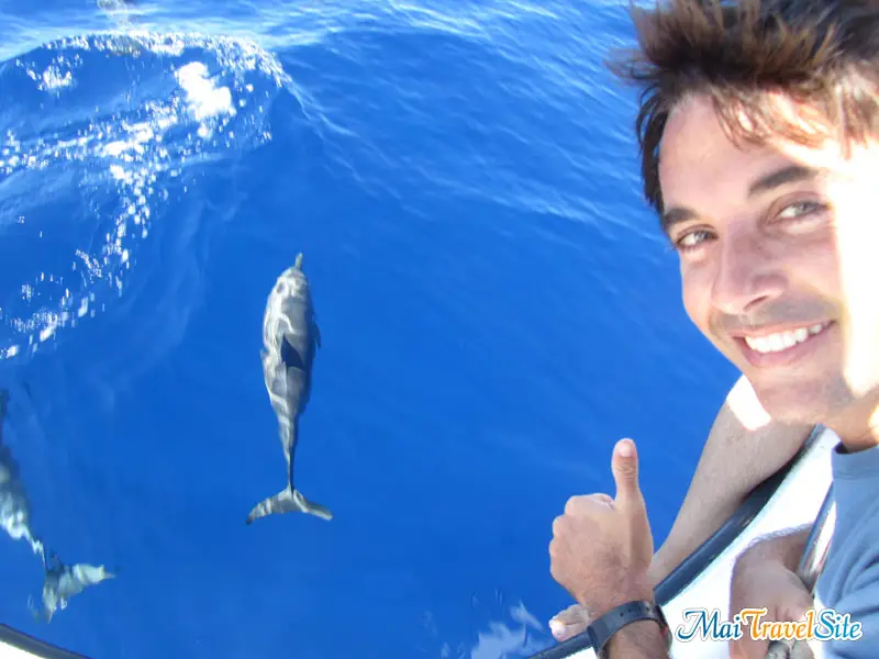 swim with dolphins oahu