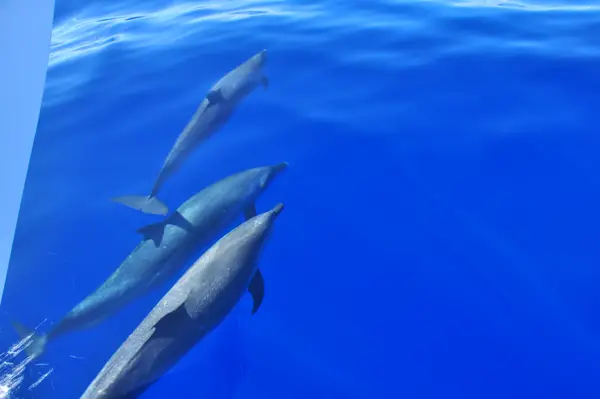 dolphins swimming with dolphins oahu