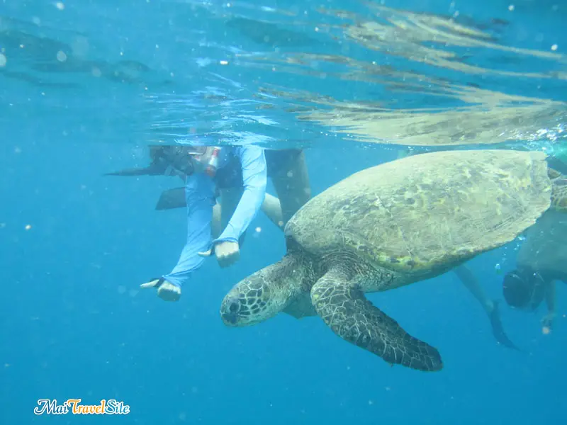 swim with turtles oahu