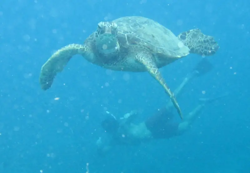 swim with turtles oahu hawaii