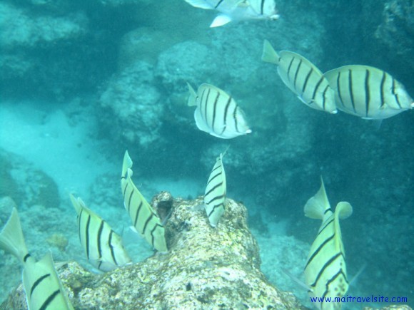 hanauma bay snorkeling