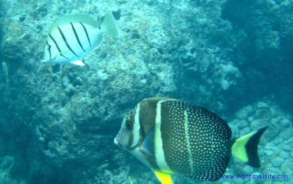 hanauma bay snorkeling