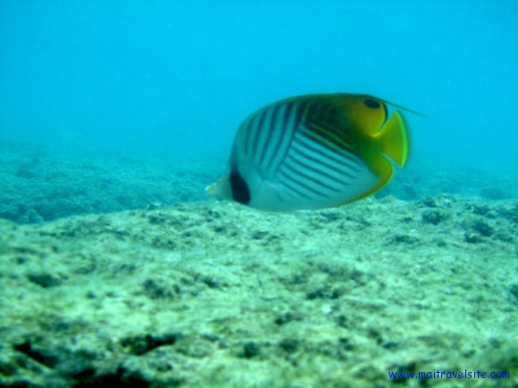 snorkeling hanauma