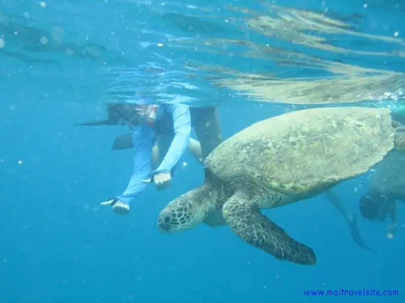 swim with turtles