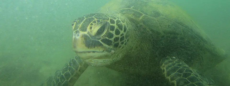 swim with turtles oahu
