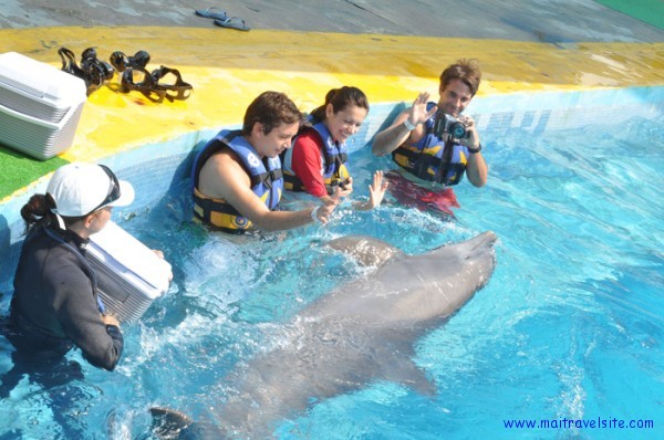 dolphin bonding