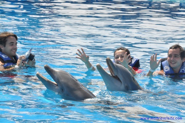 playing with dolphins