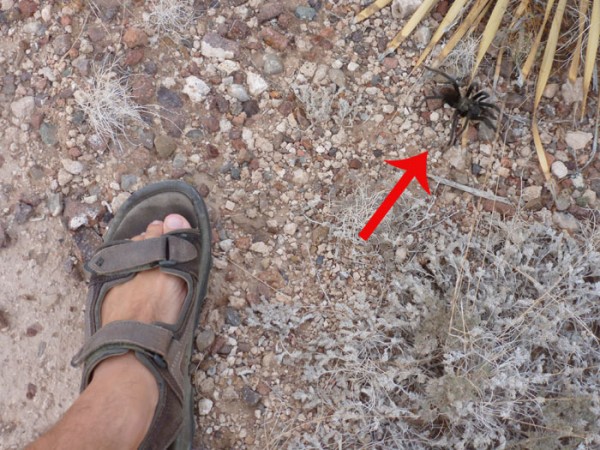 tarantula in franklin mountains