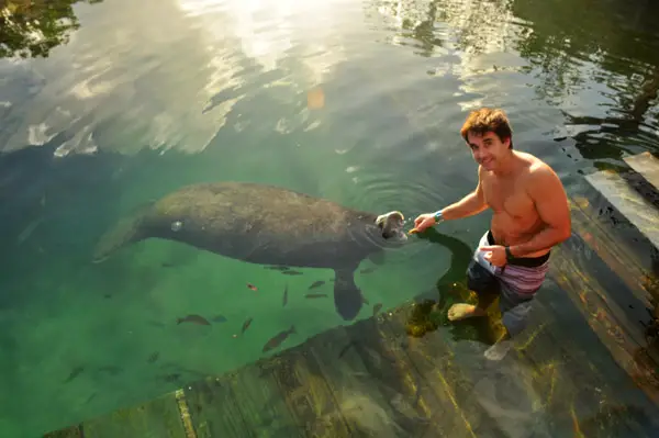 manatee-at-Xel-Ha manatee-at-Xel-Ha