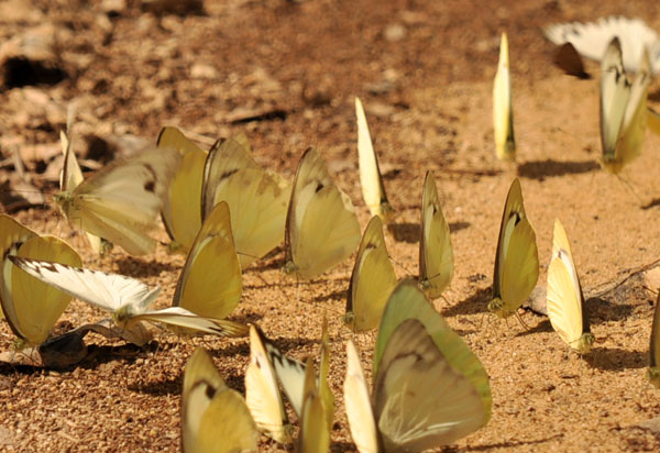 Butterflies taman negara malaysia
