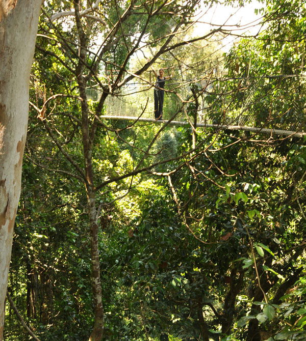 canopy walk taman negara
