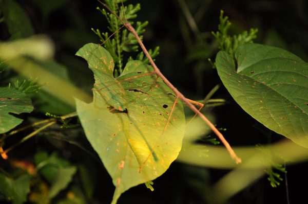 stick insect