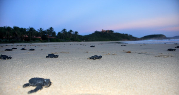 baby turtles in beach