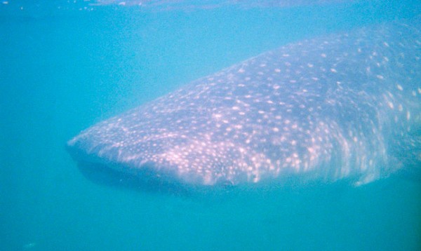whale-shark-cancun