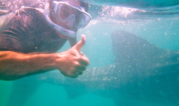 whale-sharks-cancun-3