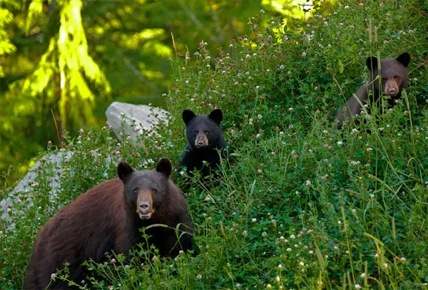black bears whistler